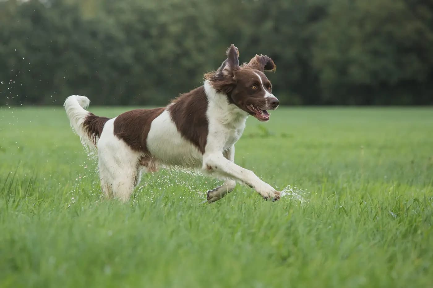 Drentse Patrijshond breed photo