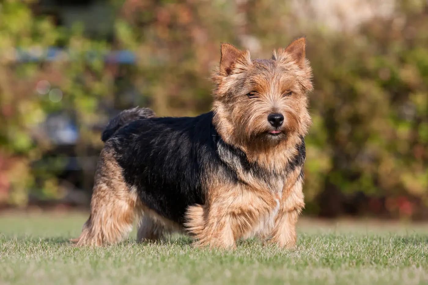Norwich Terrier breed photo