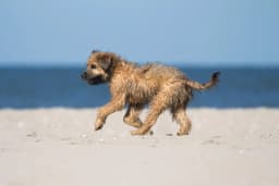 Catalonian Sheepdog breed photo