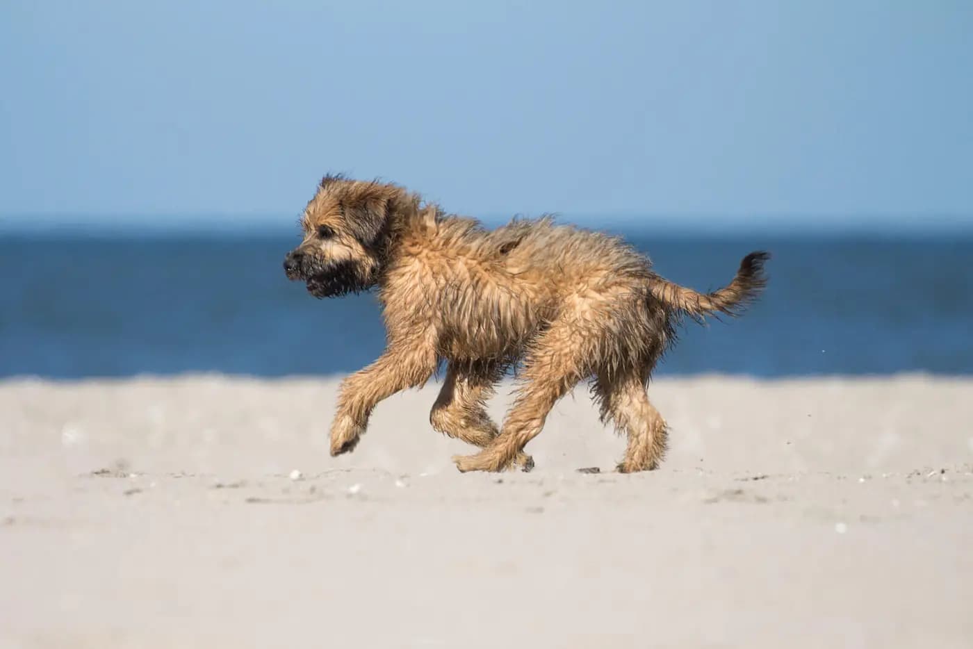 Catalonian Sheepdog breed photo