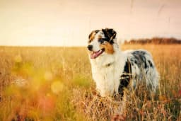 Australian Shepherd breed photo
