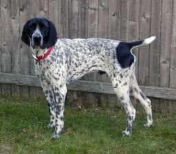 Braque d'Auvergne breed photo