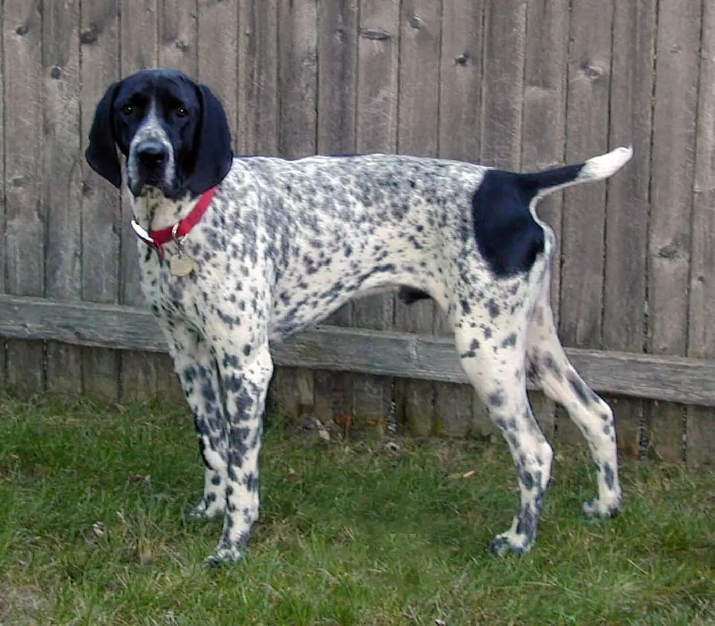 Braque d'Auvergne breed photo