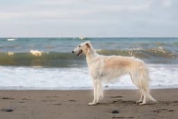 Borzoi breed photo