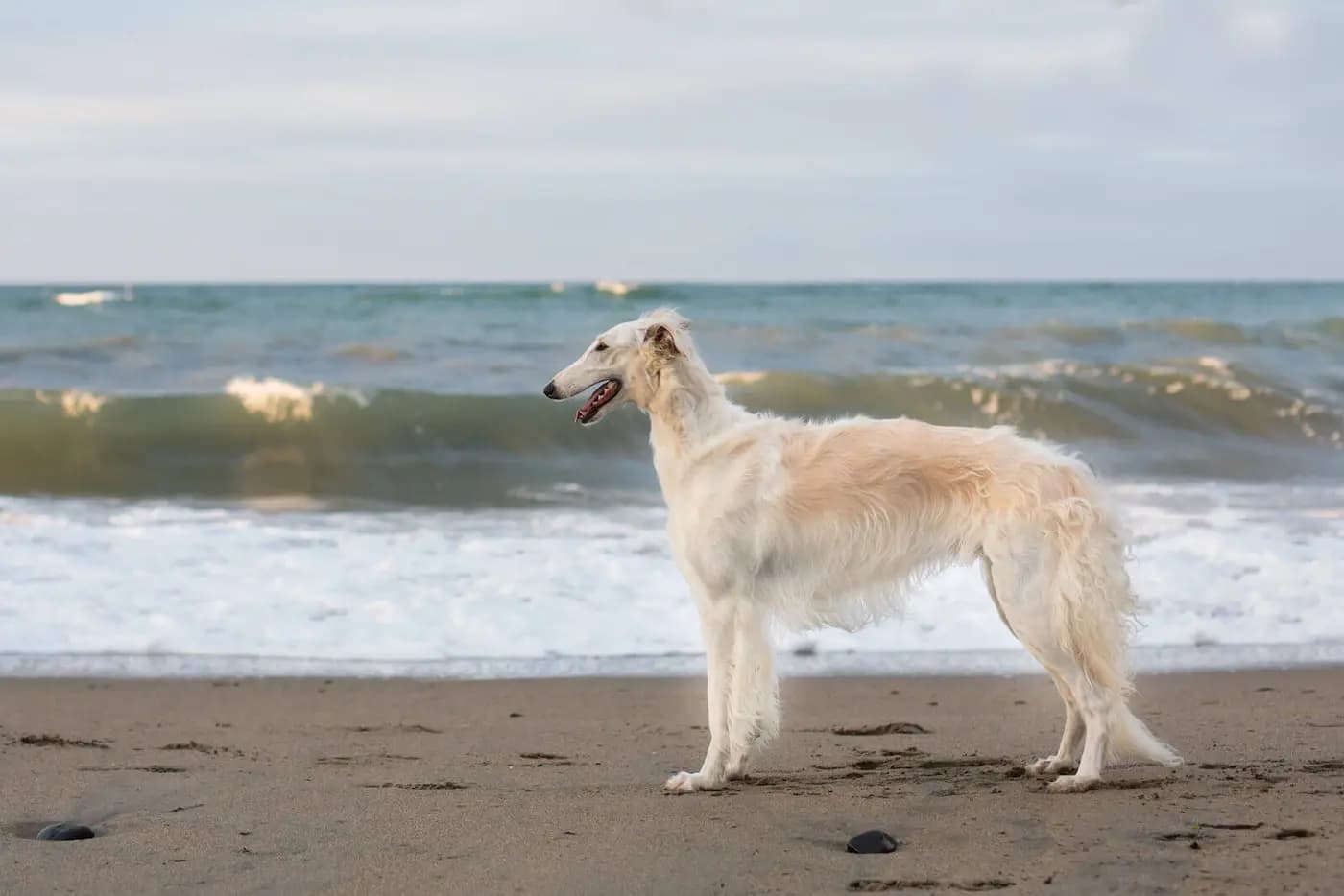 Borzoi breed photo