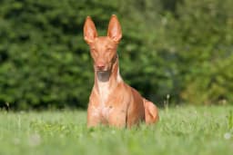 Pharaoh Hound breed photo