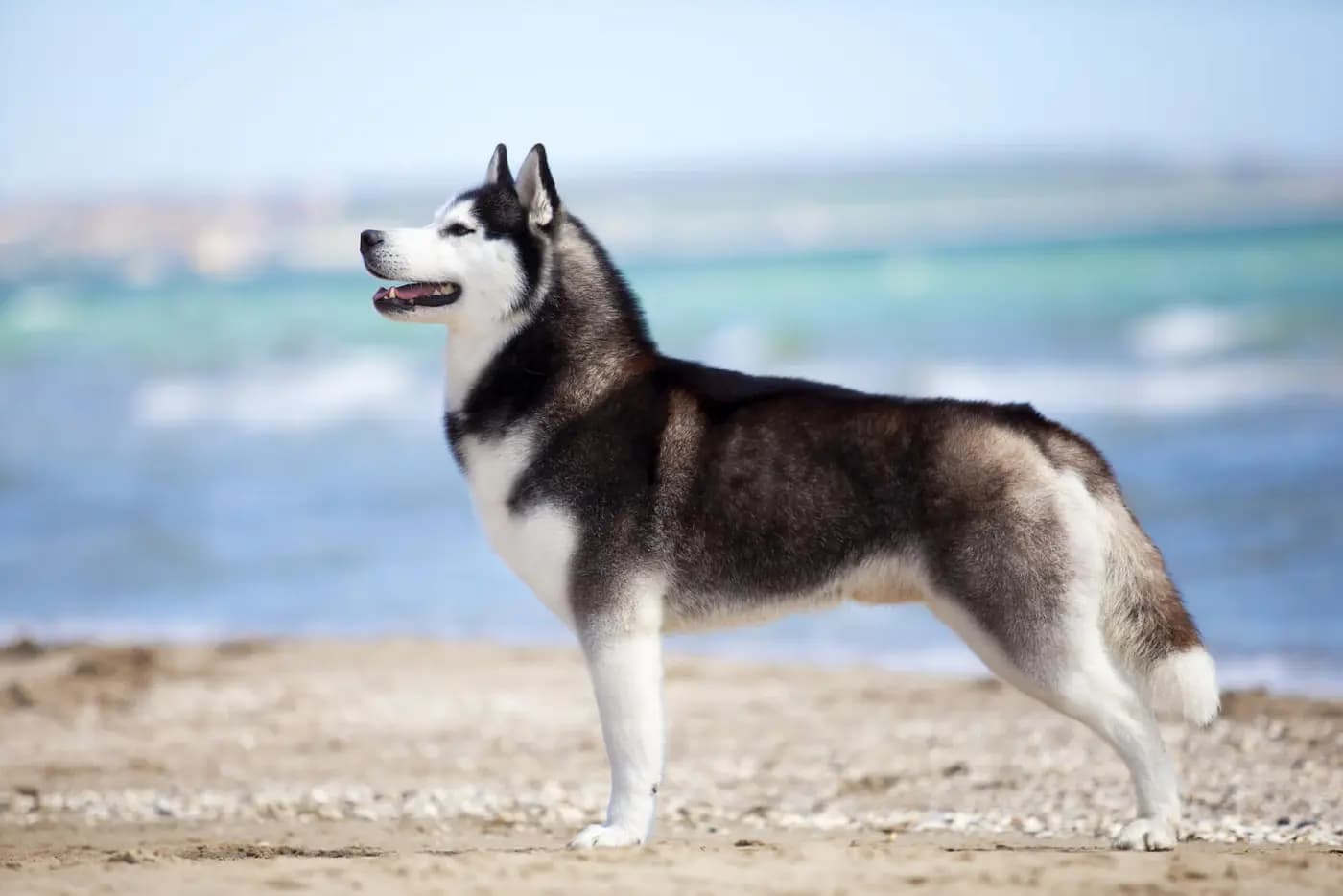 Siberian Husky breed photo