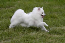 Volpino Italiano breed photo