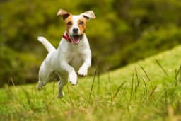 Jack Russell Terrier breed photo