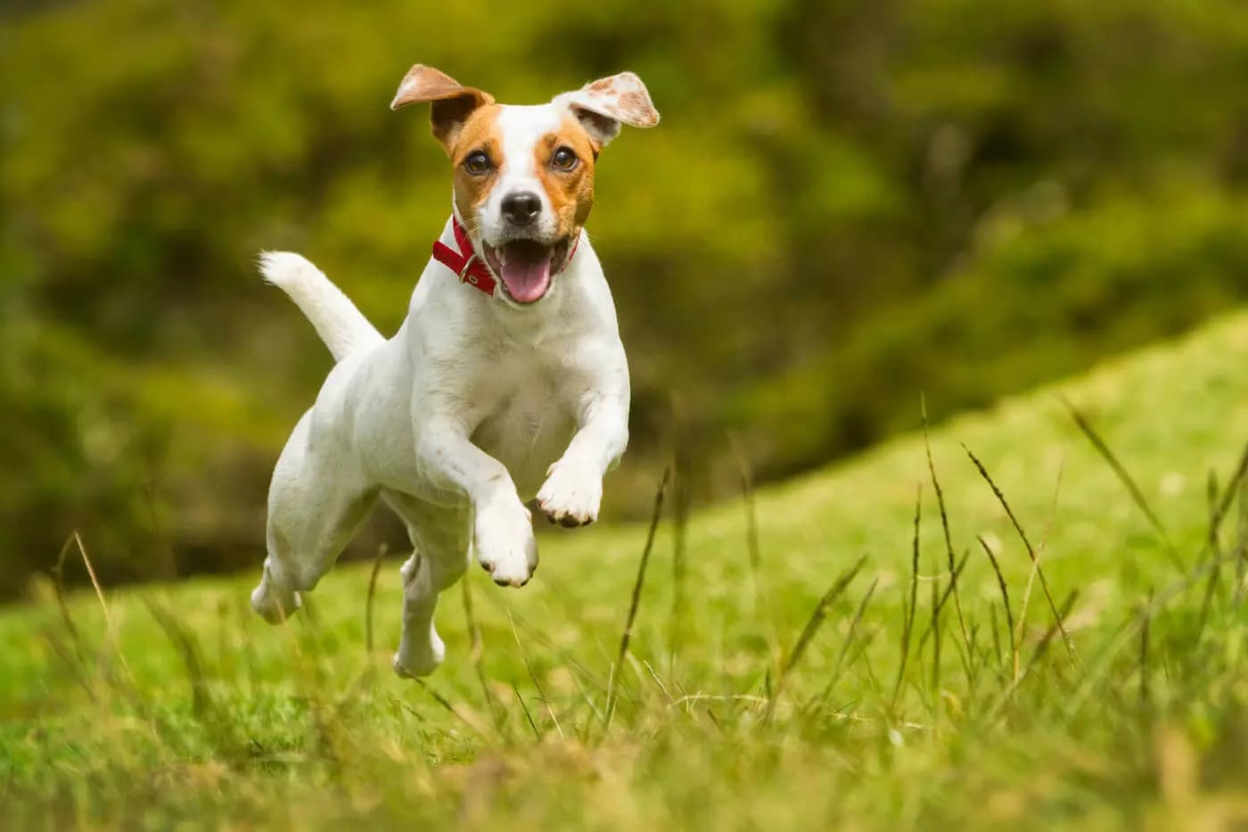 Jack Russell Terrier breed photo