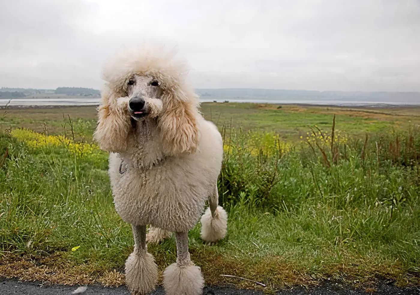Poodle - Standard breed photo