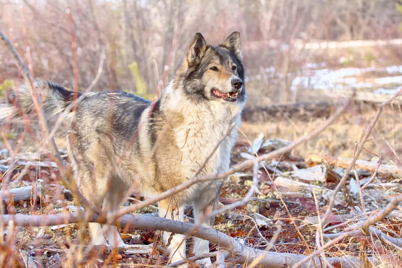 East Siberian Laika breed photo