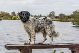 Stabyhoun breed photo