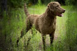 Chesapeake Bay Retriever breed photo