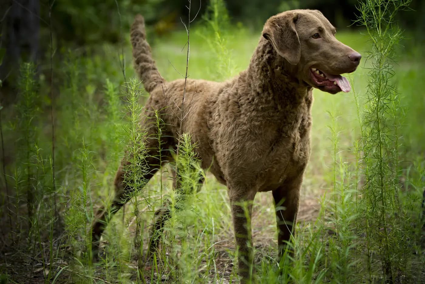 Chesapeake Bay Retriever breed photo