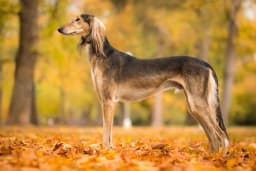 Saluki breed photo