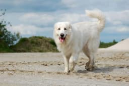 Great Pyrenees breed photo