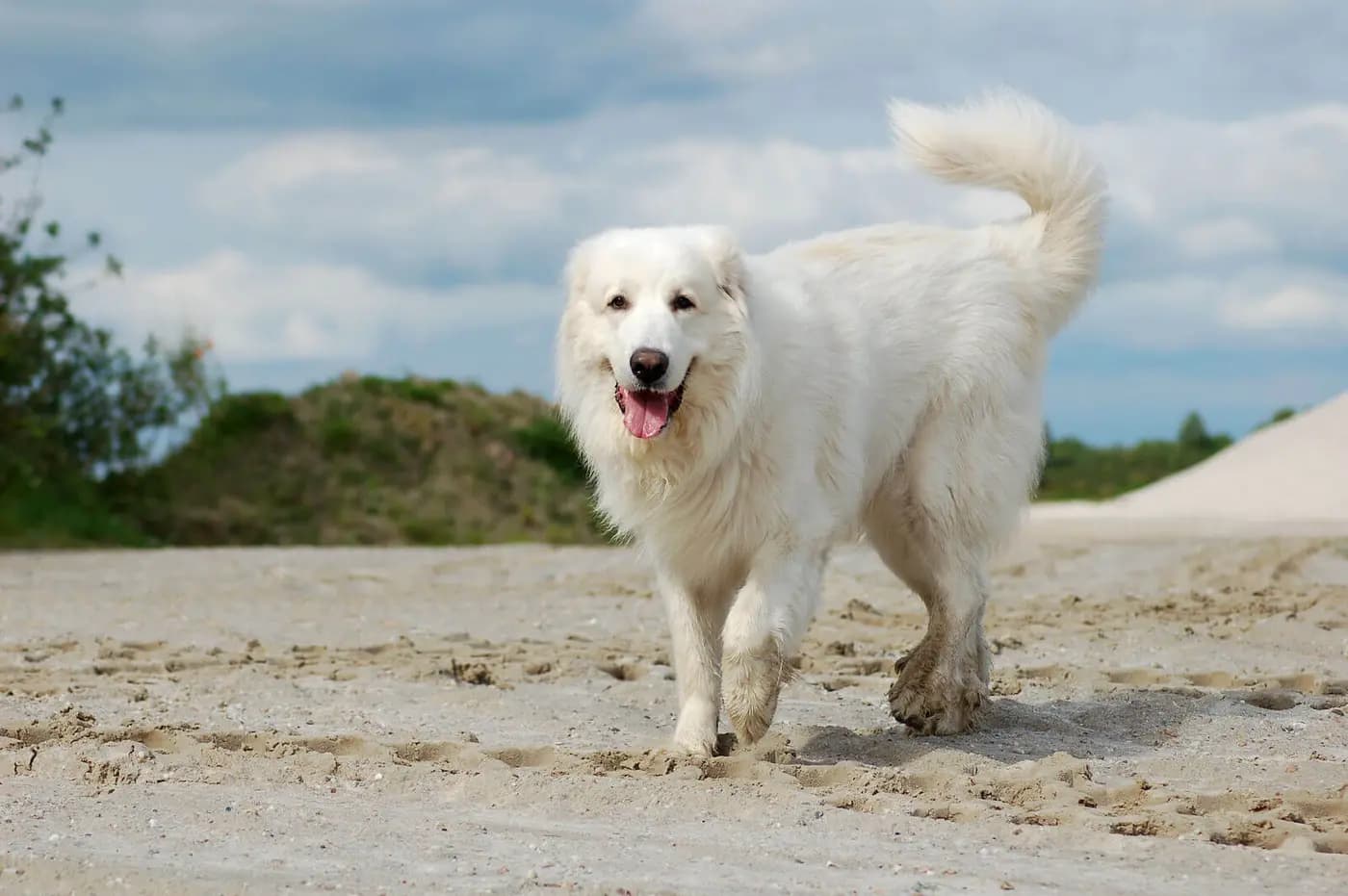 Great Pyrenees breed photo