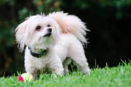 Maltipoo breed photo