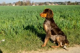 Picardy Spaniel breed photo