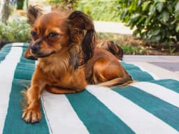 Russian Toy breed photo