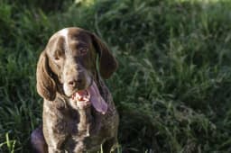 Spanish Pointer breed photo