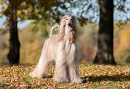Afghan Hound breed photo