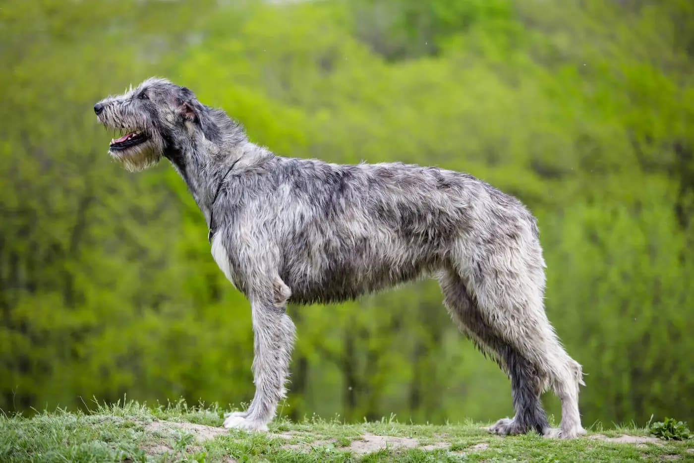 Irish Wolfhound breed photo