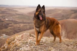 Belgian Tervuren breed photo
