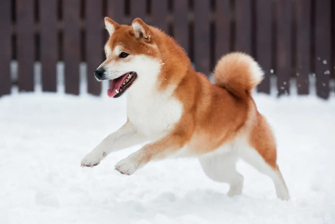 Akita breed photo