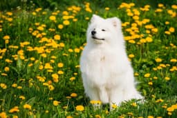 Samoyed breed photo