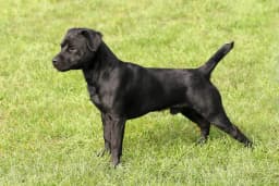 Patterdale Terrier breed photo