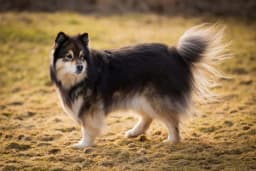Finnish Lapphund breed photo