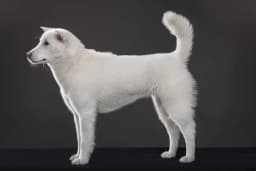 Kishu Ken breed photo