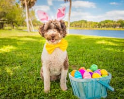 Miniature Bernedoodle breed photo