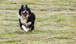 English Shepherd breed photo