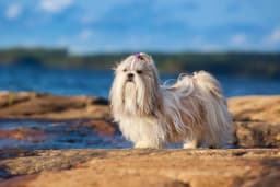 Shih Tzu breed photo