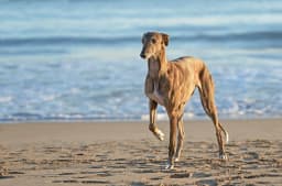 Spanish Greyhound breed photo