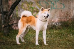 Japanese Akita breed photo