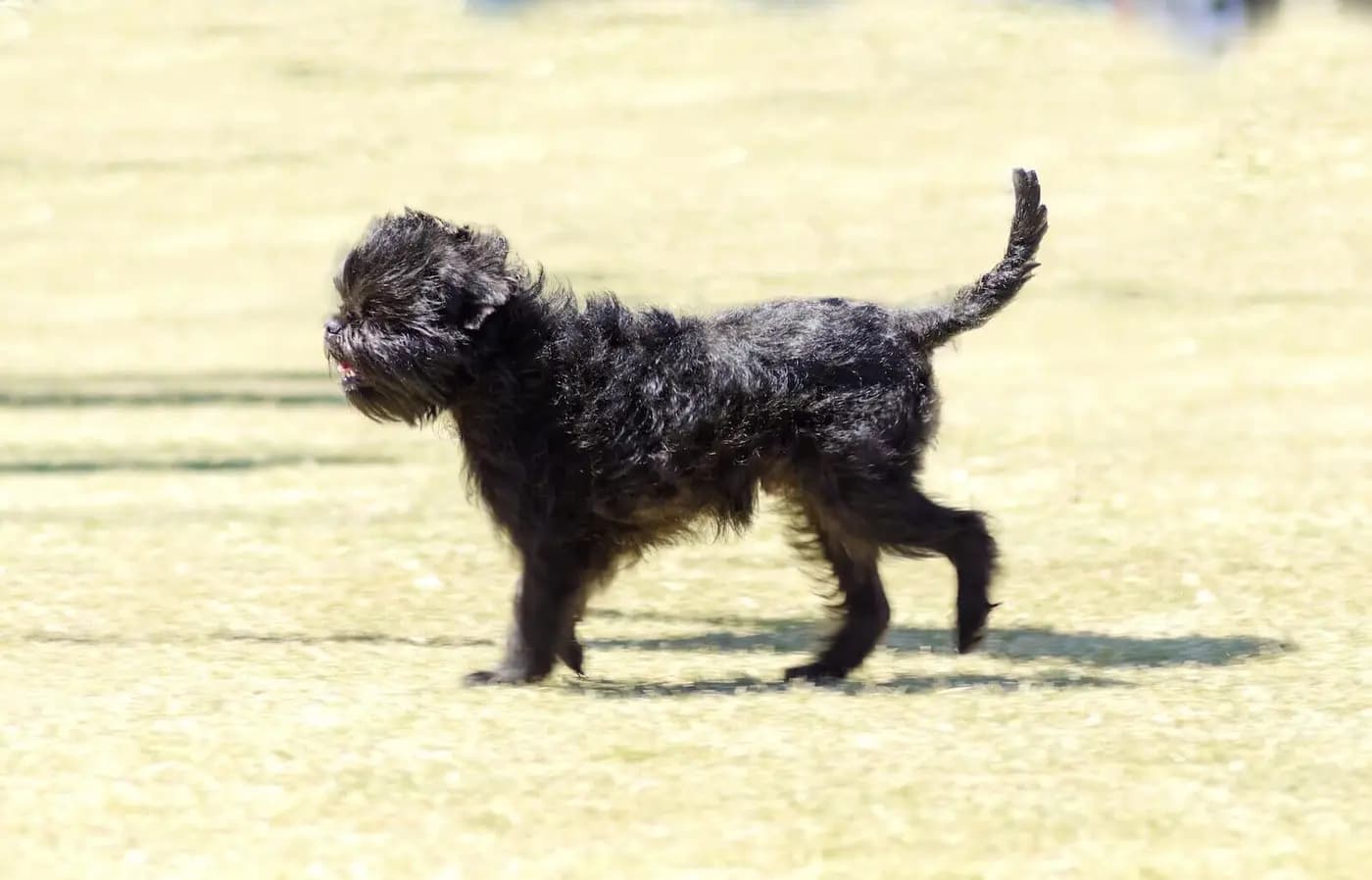 Affenpinscher breed photo