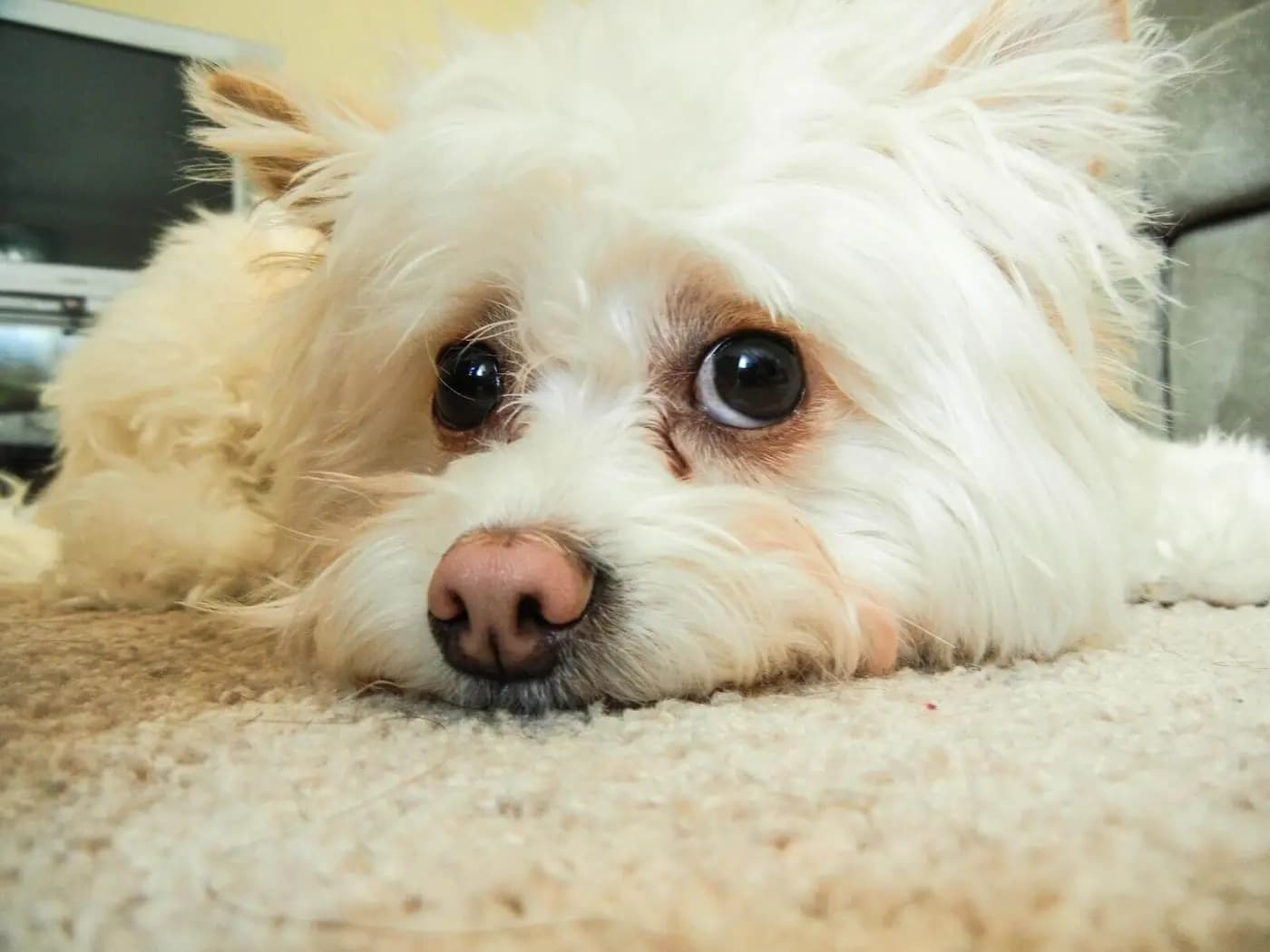 Pomapoo breed photo