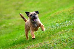 Border Terrier breed photo