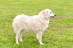 Kuvasz breed photo