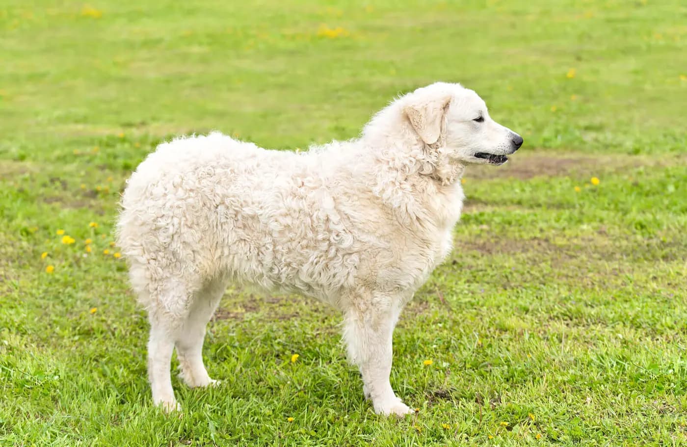 Kuvasz breed photo