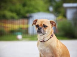 Chug breed photo
