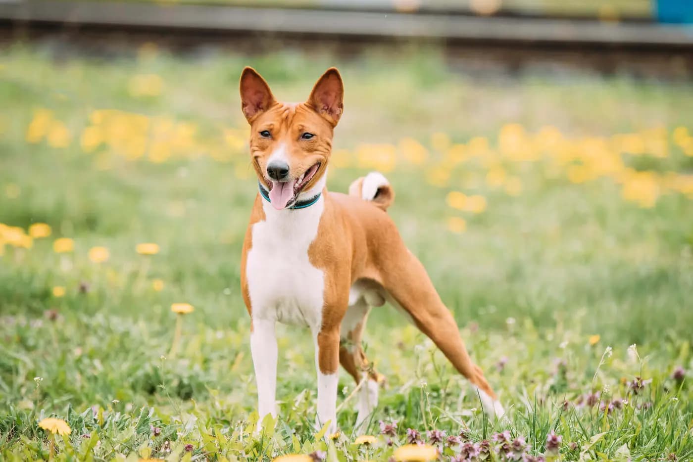 Basenji breed photo