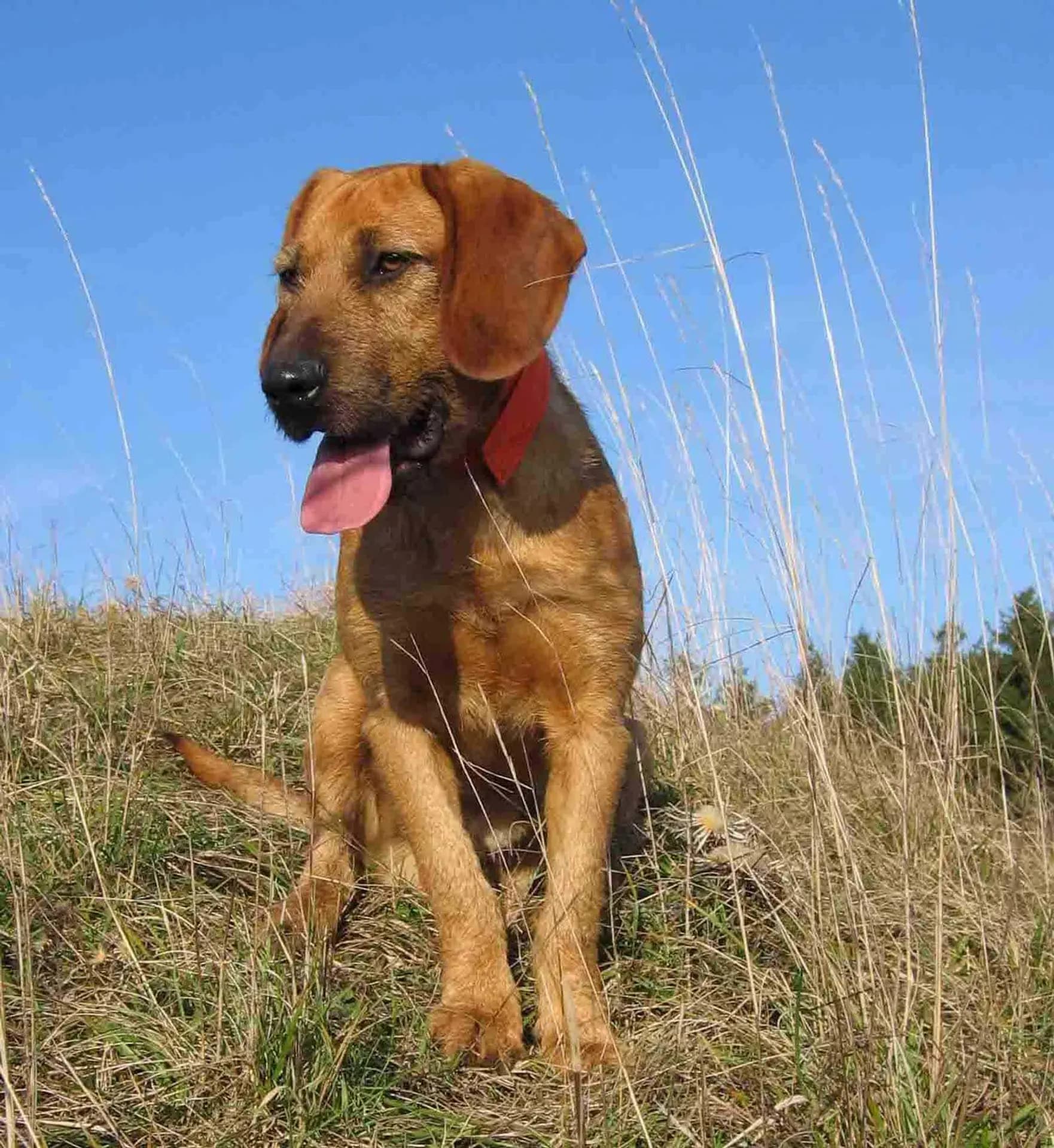 Styrian Coarse Haired Hound breed photo