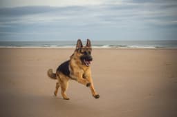 German Shepherd Dog breed photo