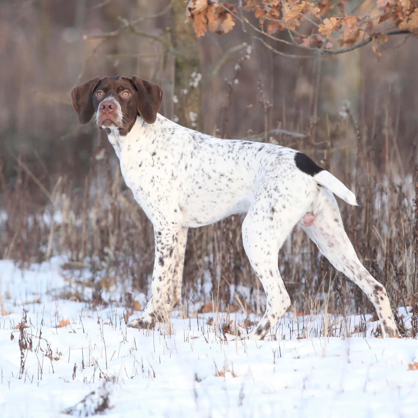 Braque Francais breed photo
