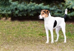 Smooth Fox Terrier breed photo